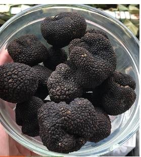 Taze Siyah Trüf Mantarı 1 kg