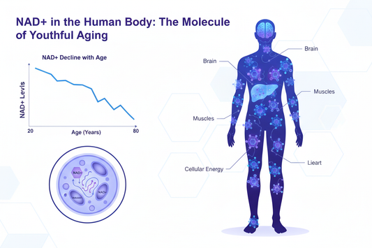 NAD Seviyeleri Nedir, Neden Önemlidir ve Nasıl Yükseltilir?