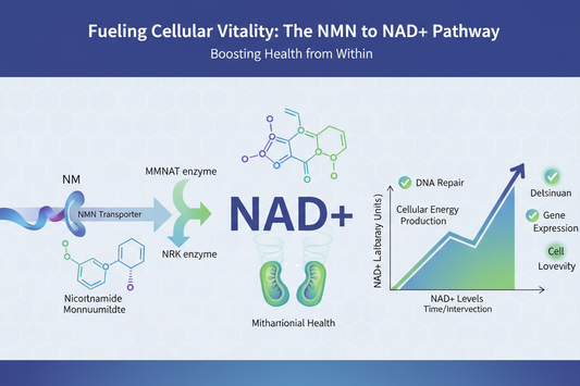 NAD Seviyesini Artırmanın Yolları – Enerji, Dayanıklılık ve Sağlıklı Yaşlanma İçin Neler Yapılabilir?