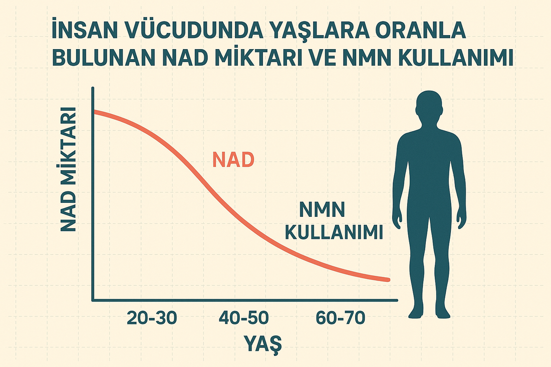 İnsan Vücudunda Yaşlara Oranla Bulunan NAD Miktarı ve NMN Kullanımı